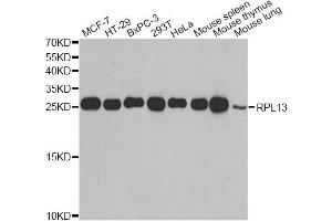 Western blot analysis of extracts of various cell lines, using RPL13 antibody (ABIN2559760) at 1:1000 dilution. (RPL13 抗体)