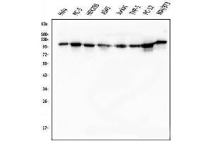 Western blot analysis of KAP1/TRIM28 using anti-KAP1/TRIM28 antibody (ABIN7602311).