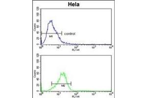 Flow Cytometry (FACS) image for anti-Cytochrome P450, Family 7, Subfamily B, Polypeptide 1 (CYP7B1) (AA 252-281) antibody (ABIN652732)