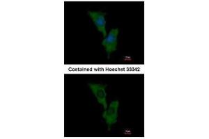 ICC/IF Image Immunofluorescence analysis of methanol-fixed HeLa, using ELMO1, antibody at 1:500 dilution.
