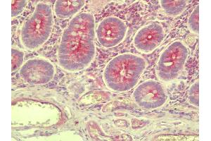 Anti-SLC35D3 / FRCL1 antibody IHC staining of human small intestine. (SLC35D3 抗体  (C-Term))