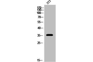 Western Blot analysis of 3T3 cells using DOR-1 Polyclonal Antibody (OPRD1 抗体  (C-Term))