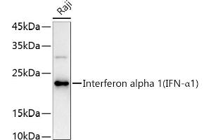 Western blot analysis of extracts of Raji cells, using Interferon alpha 1 (IFN-α1) antibody (ABIN3020880, ABIN3020881, ABIN3020882 and ABIN6213772) at 1:1000 dilution. (IFNA1 抗体  (AA 25-155))