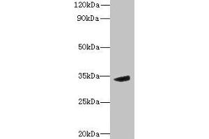 Western blot All lanes: MPPED2 antibody at 6 μg/mL + Mouse brain tissue Secondary Goat polyclonal to rabbit IgG at 1/10000 dilution Predicted band size: 34, 32 kDa Observed band size: 34 kDa (MPPED2 抗体  (AA 1-294))