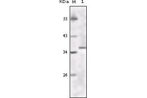 Western Blotting (WB) image for anti-K(lysine) Acetyltransferase 8 (KAT8) (truncated) antibody (ABIN2464086) (MYST1 抗体  (truncated))