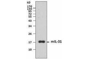 Western Blotting (WB) image for anti-Interleukin 31 (IL31) antibody (ABIN2665157) (IL-31 抗体)