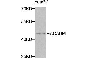 Western blot analysis of extracts of HepG2 cells, using ACADM antibody (ABIN5970961) at 1/1000 dilution. (Medium-Chain Specific Acyl-CoA Dehydrogenase, Mitochondrial 抗体)