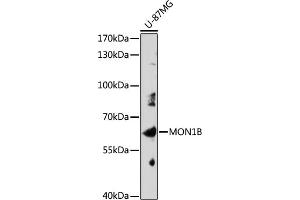 Western blot analysis of extracts of U-87MG cells, using MON1B antibody (ABIN7268681) at 1:1000 dilution. (MON1B 抗体  (AA 481-547))