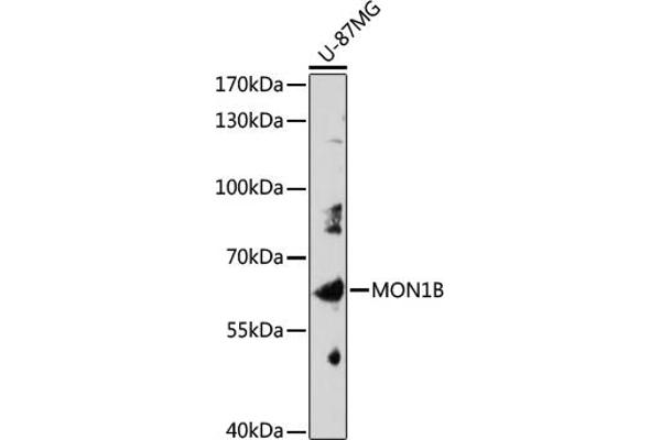 MON1B 抗体  (AA 481-547)