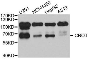 Western Blotting (WB) image for anti-Carnitine O-Octanoyltransferase (CROT) (AA 1-87) antibody (ABIN1679365) (CROT 抗体  (AA 1-87))