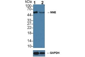 Western Blotting (WB) image for anti-Enolase 1 (ENO1) (AA 1-434) antibody (ABIN1077991)