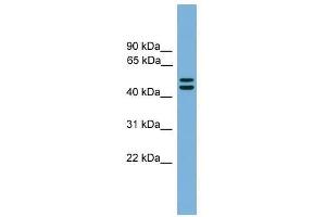 Western Blot showing GORASP1 antibody used at a concentration of 1-2 ug/ml to detect its target protein. (GORASP1 抗体  (N-Term))