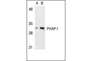 Western blot analysis of PHAP I expression in human Raji cell lysate with AP30663PU-N I at 2 μg/ml (lane A) and 4 μg/ml (lane B), respectively.