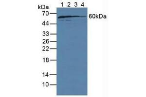 Figure. (GDI1 抗体  (AA 1-274))