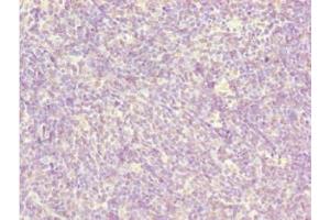 Immunohistochemistry of paraffin-embedded human thymus tissue using ABIN7145774 at dilution of 1:100 (BCAS3 抗体  (AA 689-928))