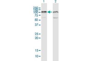 Western Blot analysis of UBA2 expression in transfected 293T cell line by UBA2 MaxPab polyclonal antibody. (UBA2 抗体  (AA 1-640))