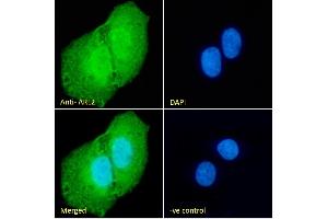 Immunofluorescence (IF) image for anti-ADP-Ribosylation Factor-Like 2 (ARL2) (C-Term) antibody (ABIN184799)