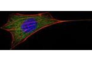 Immunofluorescence analysis of NIH/3T3 cells using BCL-2 mouse mAb (green). (Bcl-2 抗体)