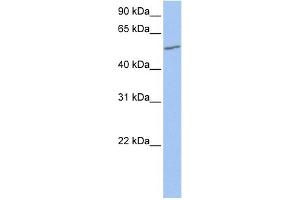 WB Suggested Anti-UGT2A3 Antibody Titration:  0. (UGT2A3 抗体  (N-Term))