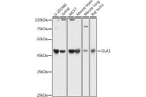 Western blot analysis of extracts of various cell lines, using OL antibody (1671) at 1:1000 dilution. (OLA1 抗体  (AA 297-396))