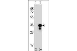 Western Blotting (WB) image for anti-Proliferating Cell Nuclear Antigen (PCNA) (AA 231-261), (C-Term) antibody (ABIN389344)