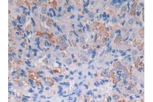 IHC-P analysis of Mouse Ovary Tissue, with DAB staining. (PROZ 抗体  (AA 23-399))