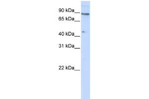 WB Suggested Anti-ZNF280C Antibody Titration:  0. (ZNF280C 抗体  (N-Term))