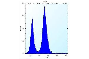 RBL2 Antibody (N-term) (ABIN656158 and ABIN2845489) flow cytometric analysis of Jurkat cells (right histogram) compared to a negative control cell (left histogram). (p130 抗体  (N-Term))