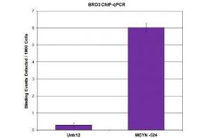 BRD3 antibody (pAb) tested by ChIP. (BRD3 抗体  (C-Term))