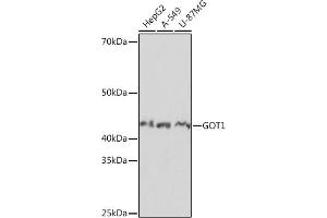 Western blot analysis of extracts of various cell lines, using GOT1 Rabbit mAb (ABIN7267426) at 1:1000 dilution. (GOT1 抗体)
