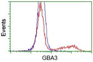HEK293T cells transfected with either RC211035 overexpress plasmid (Red) or empty vector control plasmid (Blue) were immunostained by anti-GBA3 antibody (ABIN2454359), and then analyzed by flow cytometry. (GBA3 抗体  (AA 1-150, AA 370-469))