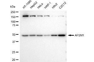 Western blotting analysis using AP2M1 antibody (ABIN7797509).
