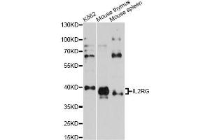 Western blot analysis of extracts of various cell lines, using IL2RG antibody (ABIN1873211) at 1:1000 dilution. (IL2RG 抗体)