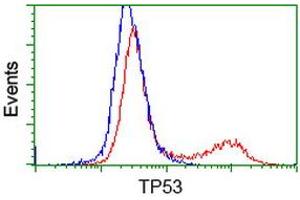 Image no. 4 for anti-Tumor Protein P53 (TP53) antibody (ABIN1499969) (p53 抗体)