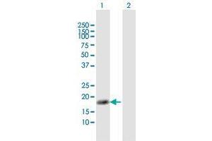 Western Blot analysis of NUDT1 expression in transfected 293T cell line by NUDT1 MaxPab polyclonal antibody. (NUDT1 抗体  (AA 1-156))