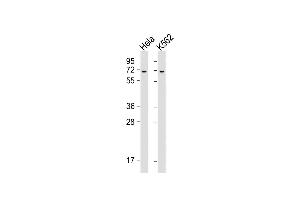 All lanes : Anti-YTHD3 Antibody (Center) at 1:2000 dilution Lane 1: Hela whole cell lysate Lane 2: K562 whole cell lysate Lysates/proteins at 20 μg per lane. (YTHDF3 抗体  (AA 228-257))