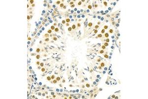 Immunohistochemistry of paraffin embedded mouse testis using BUB1 (ABIN7073237) at dilution of 1:800 (400x lens) (BUB1 抗体)