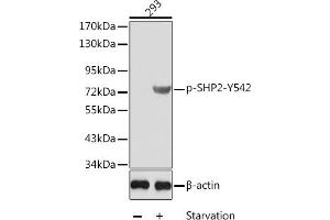Western blot analysis of extracts from 293 cells using Phospho-SHP2-Y542 antibody (ABIN3019976, ABIN3019977, ABIN3019978 and ABIN1681974). (PTPN11 抗体  (pTyr542))