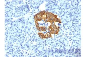 Formalin-fixed, paraffin-embedded human Pancreas stained with Insulin Mouse Monoclonal Antibody (2D11-H5). (Insulin 抗体)