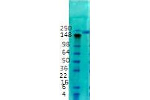 Nav1. (SCN2A 抗体  (C-Term))