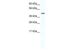 Western Blotting (WB) image for anti-Gap Junction Protein, alpha 5, 40kDa (GJA5) antibody (ABIN2461385) (Cx40/GJA5 抗体)