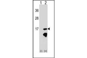 Western blot analysis of ERH (arrow) using ERH Antibody (N-term) Cat. (ERH 抗体  (N-Term))
