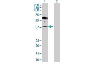 Western Blot analysis of PGA5 expression in transfected 293T cell line by PGA5 MaxPab polyclonal antibody. (PGA5 抗体  (AA 1-388))
