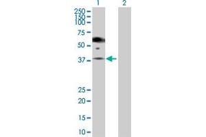 Western Blot analysis of PGA5 expression in transfected 293T cell line by PGA5 MaxPab polyclonal antibody.