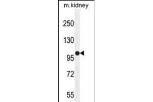 KIL Antibody (N-term) (ABIN654924 and ABIN2844567) western blot analysis in mouse kidney tissue lysates (35 μg/lane). (KIAA1324-Like 抗体  (N-Term))