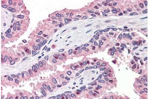 Anti-OLFM4 antibody  ABIN960797 IHC staining of human prostate. (Olfactomedin 4 抗体  (Internal Region))