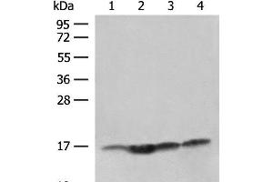 Western blot analysis of Human prostate tissue Jurkat cell Hela and HL-60 cell lysates using MAGOHB Polyclonal Antibody at dilution of 1:400 (Mago Nashi Homolog 2 抗体)