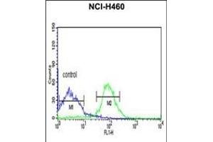 FKBP9 Antibody (N-term) (ABIN391580 and ABIN2841514) flow cytometric analysis of NCI- cells (right histogram) compared to a negative control cell (left histogram). (FKBP9 抗体  (N-Term))