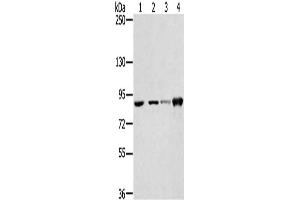 Gel: 6 % SDS-PAGE, Lysate: 40 μg, Lane 1-4: 823 cells, PC3 cells, 231 cells, hepg2 cells, Primary antibody: ABIN7130903(RNF214 Antibody) at dilution 1/250, Secondary antibody: Goat anti rabbit IgG at 1/8000 dilution, Exposure time: 20 seconds (RNF214 抗体)
