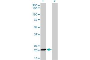 Western Blot analysis of ISG20 expression in transfected 293T cell line by ISG20 monoclonal antibody (M01), clone 1B2-3C9. (ISG20 抗体  (AA 1-181))